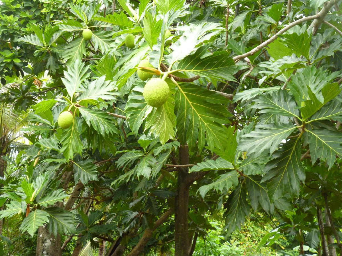 Posada Nativa Miss Casira San Andrés المظهر الخارجي الصورة
