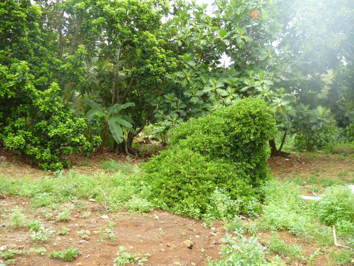 Posada Nativa Miss Casira San Andrés المظهر الخارجي الصورة