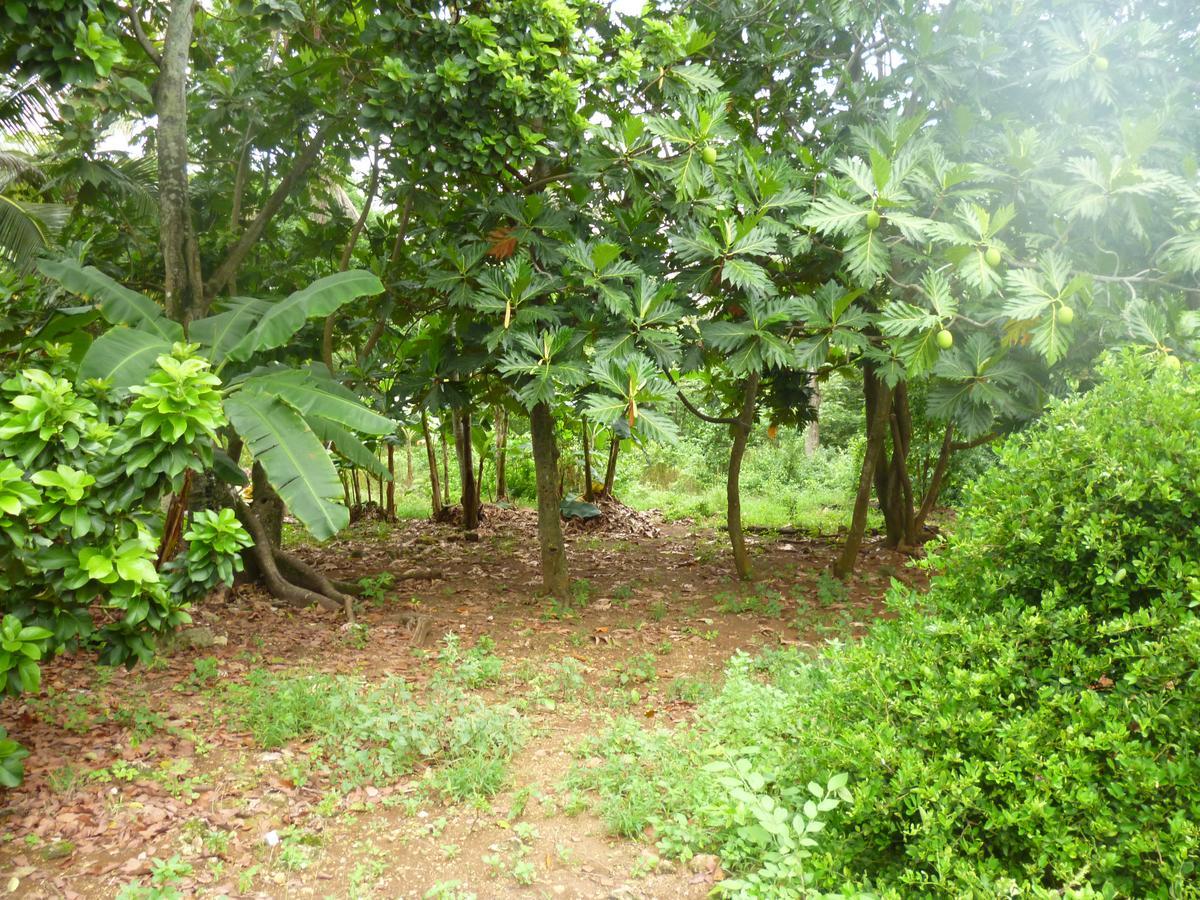 Posada Nativa Miss Casira San Andrés المظهر الخارجي الصورة